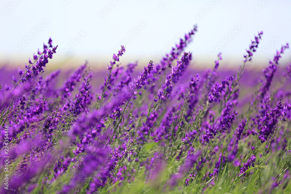 Naklejka premium ładne dzikie kwiaty na łące