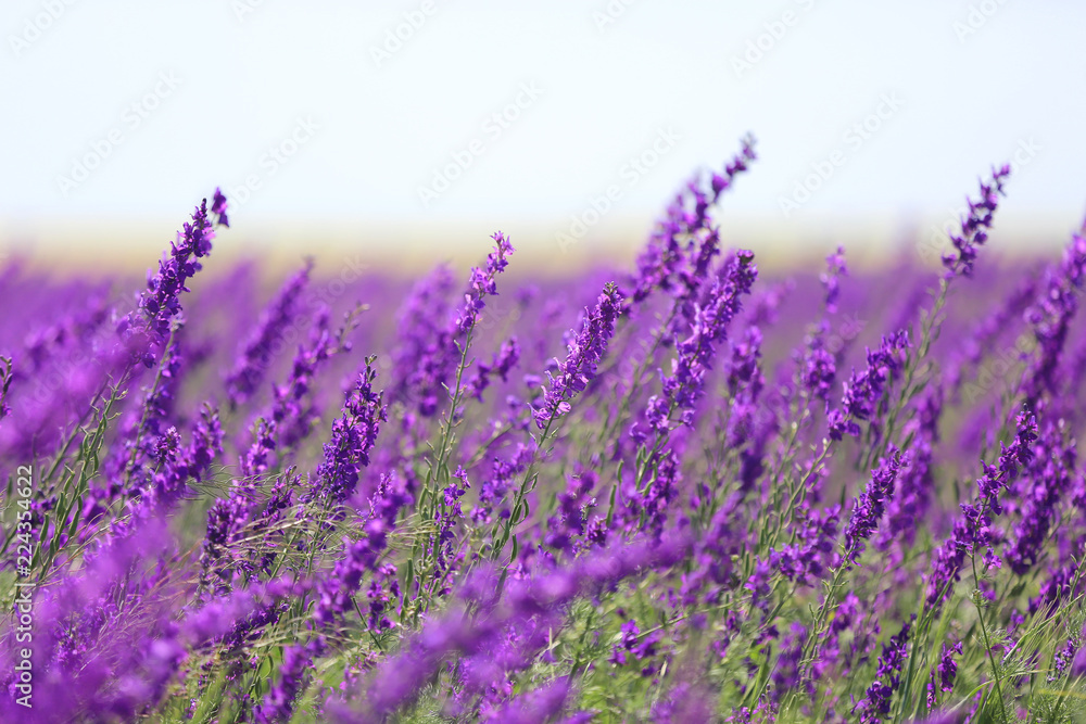 Obraz premium wild flowers on meadow