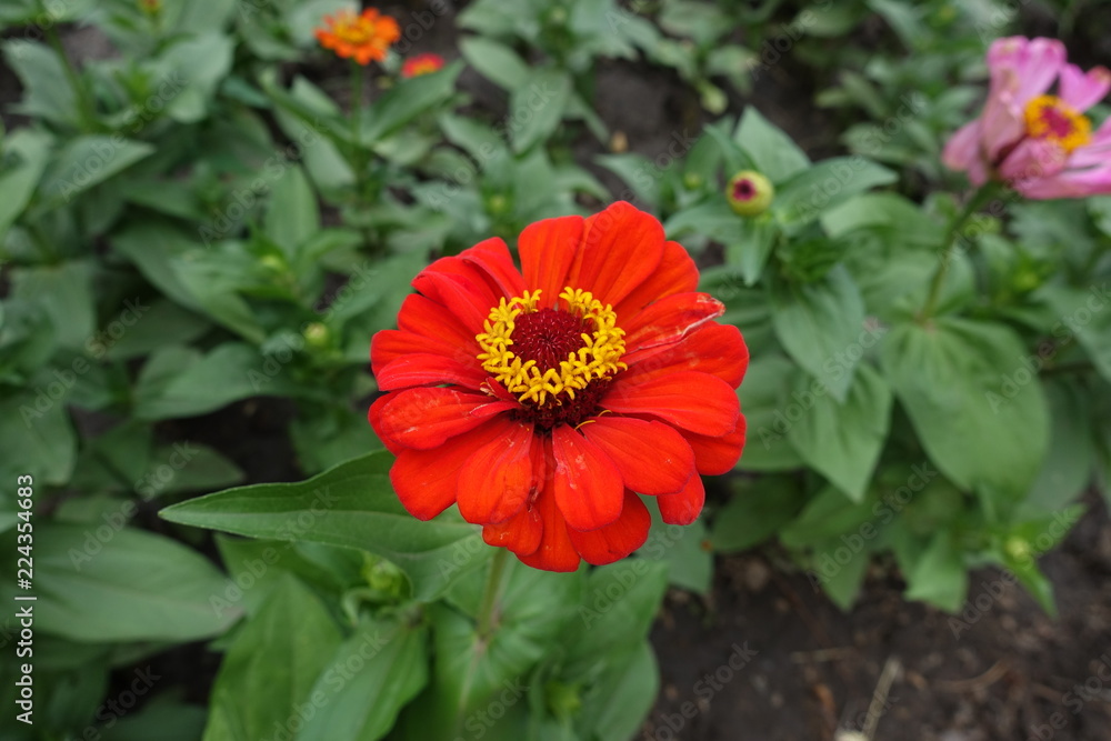 Bright red flower head of Zinnia elegans Bright red flower head of Zinnia elegans