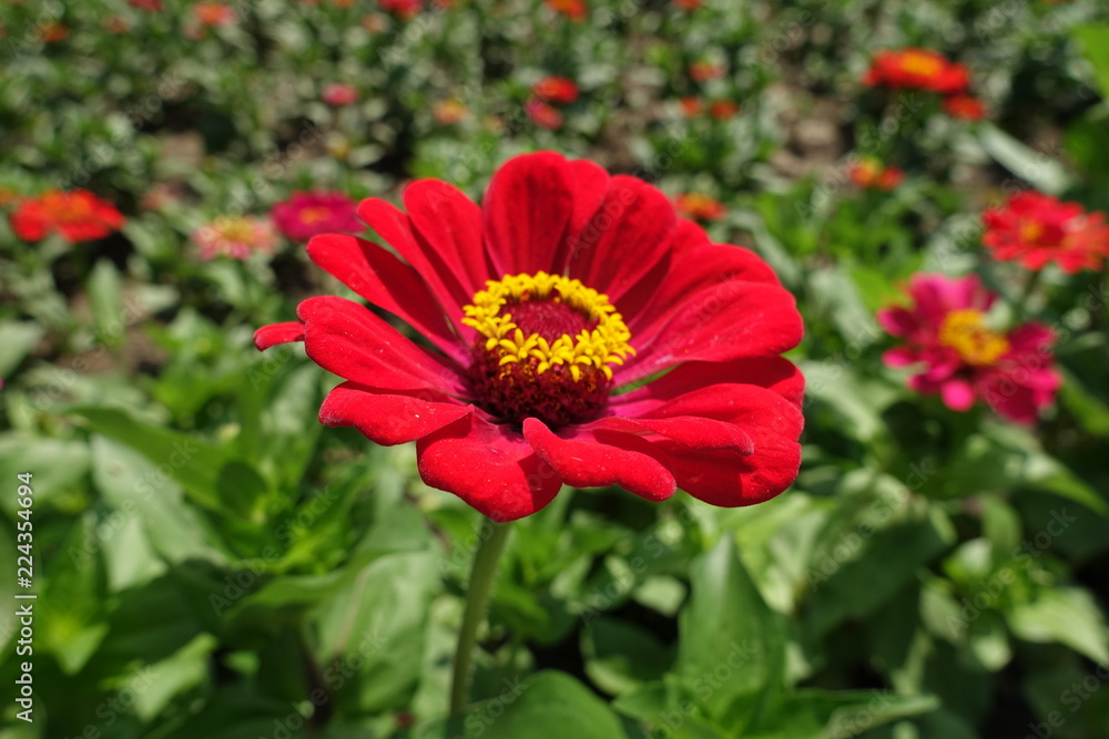 Closeup of red flower head of Zinnia elegans Closeup of red flower head of Zinnia elegans