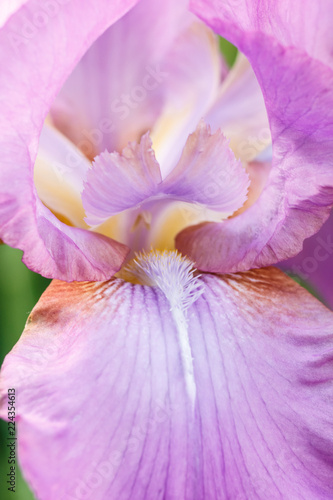Fototapeta Naklejka Na Ścianę i Meble -  Beautiful multicolored iris flower bloom in the garden.