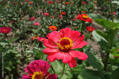 Vibrant salmon pink flower of Zinnia elegans