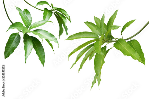 Mango Green Leaves and Branches Isolated on White Background