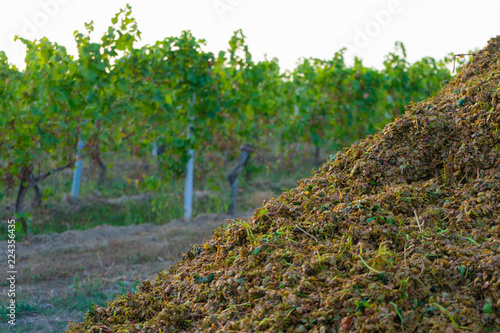 Trester liegt neben Weinreben