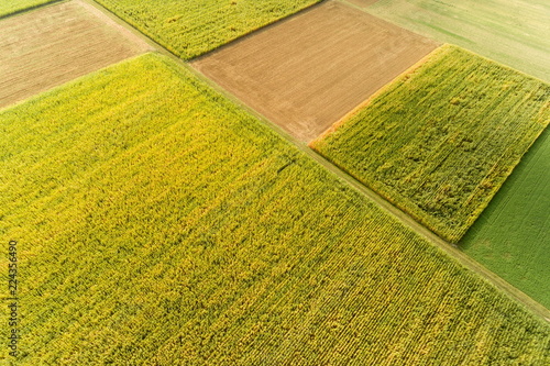 Luftbild mit der Drohne über Maisfeldern im Sommer