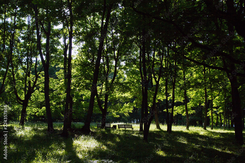 Fototapeta premium deciduous trees at one of the oldest parks of Moscow. game of light and shadows in the park. summer cityscape of Moscow.
