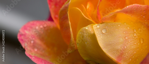 Closeup of pink yellow rose . Flowers background.