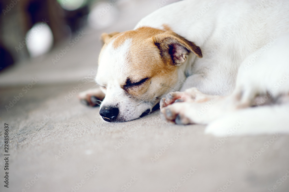 Cute pet dog white Wait for the boss to return home. I sit in front of the house in the daytime.