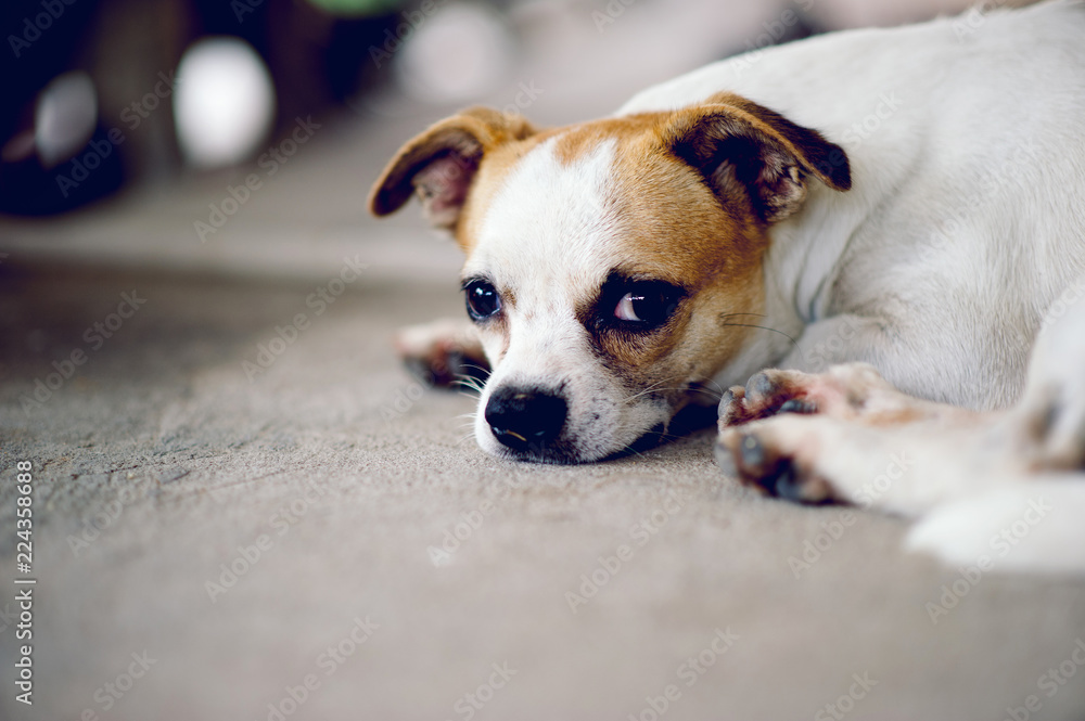 Obraz premium Cute pet dog white Wait for the boss to return home. I sit in front of the house in the daytime.