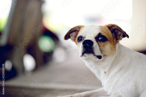 Cute pet dog white Wait for the boss to return home. I sit in front of the house in the daytime. © FOTO SALE