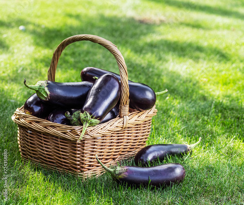 Aubergines or eggplants in wicker basket on the grass.