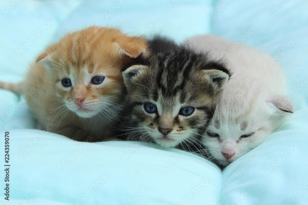 Three Kittens Over Blue Background. Animals, Pets Concept.
Three Kittens Over Blue Background. Animals, Pets Concept.