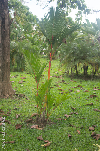 Betel palm or betel nut