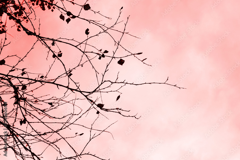 Sakura branches. Beautiful pink leaves of the trees against the gray sky. Cloudy weather.