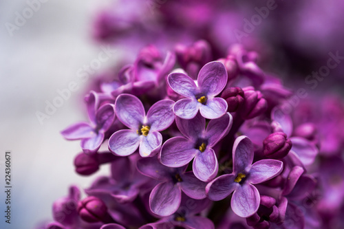 Closeup of a violet purple lilac flowers in the spring
