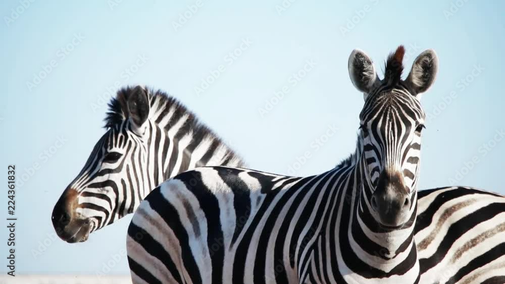 herd of zebras on against the sky herd of zebras on against the sky