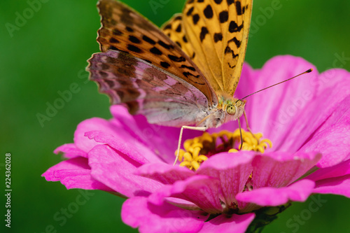 Wallpaper Mural Butterfly on flower. Macro Photo. Torontodigital.ca