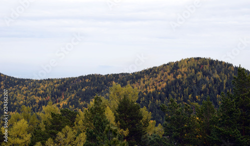 Beautiful orange and red autumn forest. Mysterious and fabulous forest. Many trees on the hills. Indian summer. The Nature Of Siberia. Spectacular view.