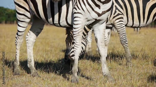 herd of zebras grazes, slow motion