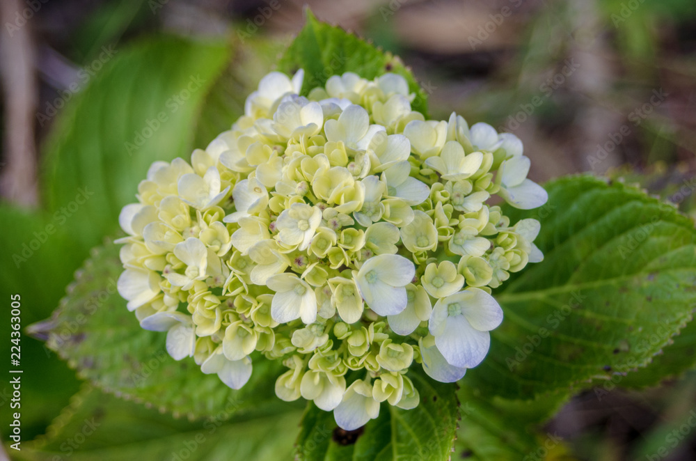 Hydrangea u Hortencia Hydrangea u Hortencia