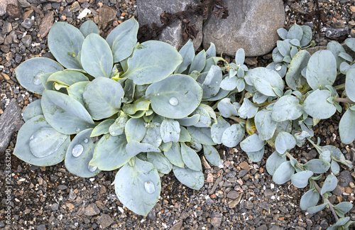 Mertensia maritima, named oysterplant, Norway photo