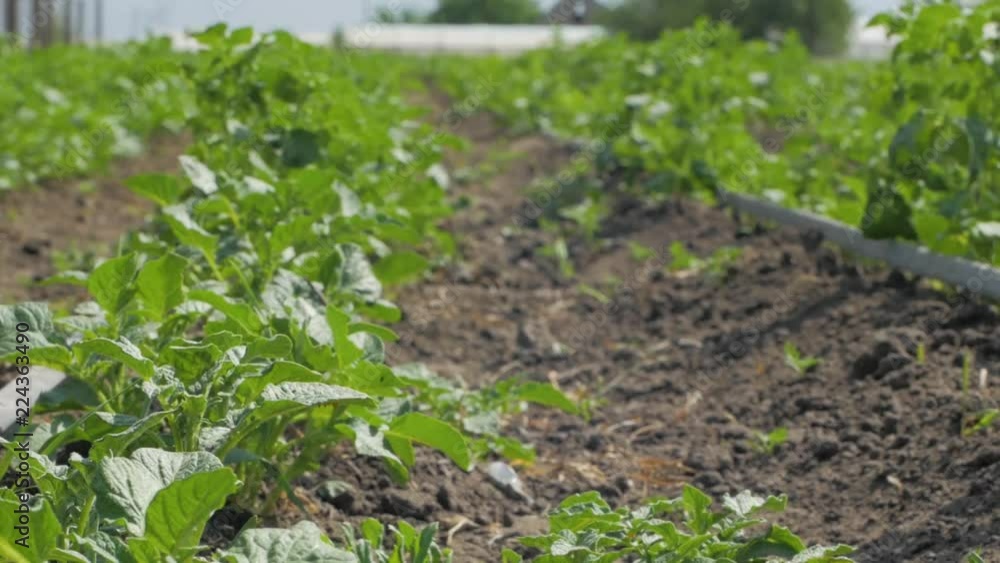 Landscape and close up of green potatoes field Landscape and close up of green potatoes field