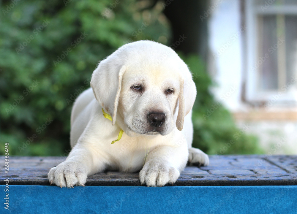 the labrador puppy on a blue background - obrazy, fototapety, plakaty 