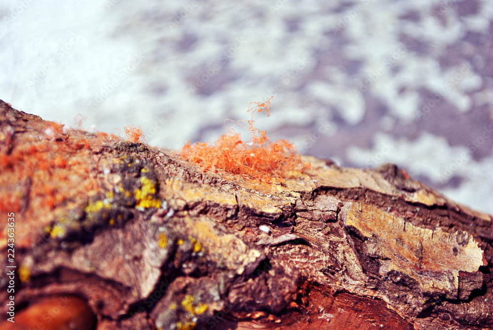 Red fungus (mold) on tree bark, organic texture close up macro detail, soft blurry horizontal background Red fungus (mold) on tree bark, organic texture close up macro detail, soft blurry horizontal background