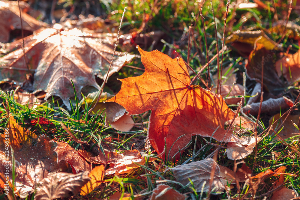 Autumn leaves and grass with hoarfrost Autumn leaves and grass with hoarfrost