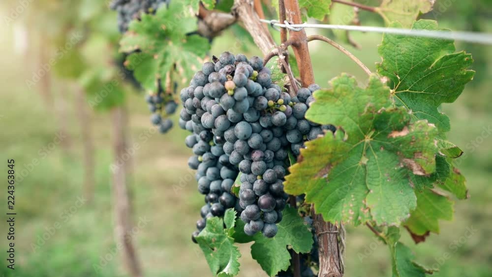 Vineyard red wine grapes on the vine at winery