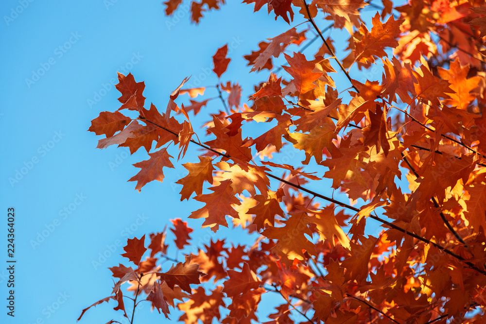 Autumn Oak leaves with hoarfrost frosty sunny morning as a background. Autumn Oak leaves with hoarfrost frosty sunny morning as a background.