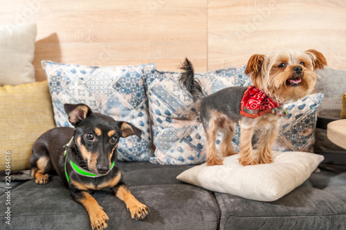 Two funny cute dogs ex abandoned homeless adopted by good people and having fun on the pillows in the pet shop enjoying new life