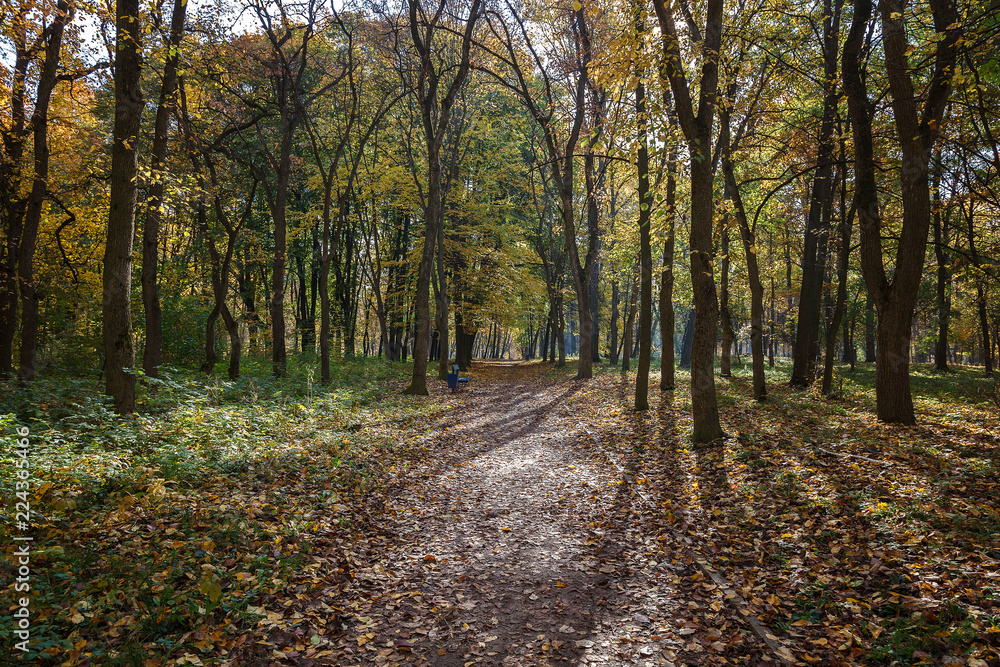 Old city park in autumn. Forest. Fog. Landscape Old city park in autumn. Forest. Fog. Landscape