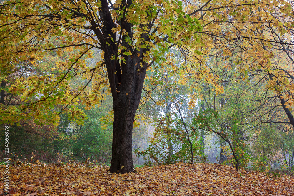 Autumn forest. Fog. Rain. Dampness. Landscape. Path Autumn forest. Fog. Rain. Dampness. Landscape. Path