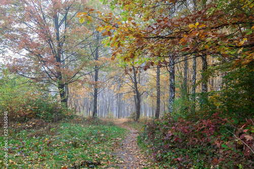 Autumn forest. Fog. Rain. Dampness. Landscape. Path