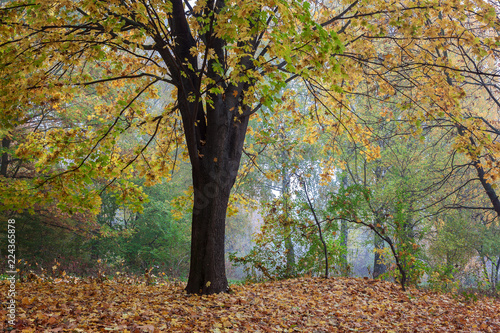 Autumn forest. Fog. Rain. Dampness. Landscape. Path
