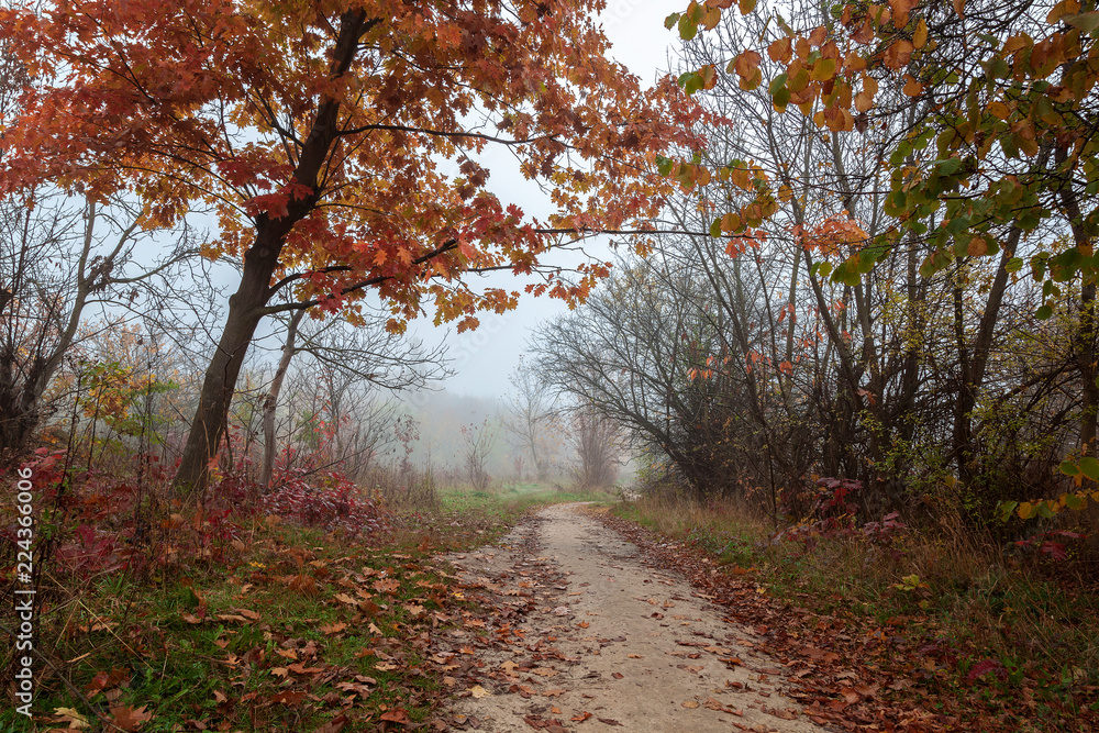 Obraz premium Autumn forest. Fog. Rain. Dampness. Landscape. Path