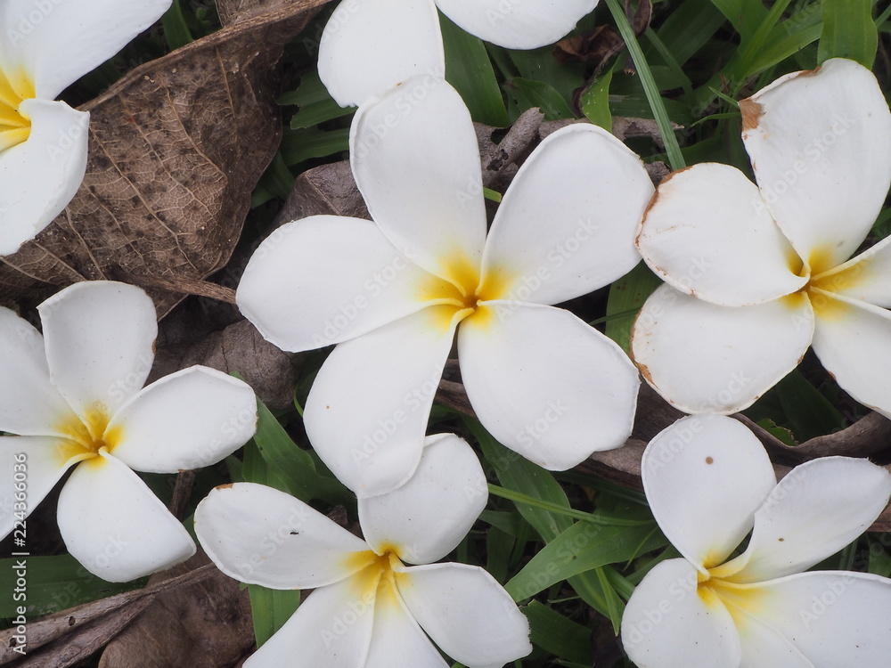 Obraz premium Fresh flowers of Rachawadee in Thailand.