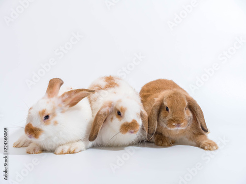 Three baby holland lop rabbit on white background