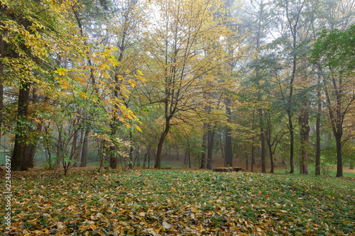 Old city park in autumn. Forest. Fog. Landscape.