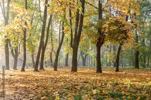 Fototapeta Naklejka Na Ścianę i Meble -  Old city park in autumn. Forest. Fog. Landscape.