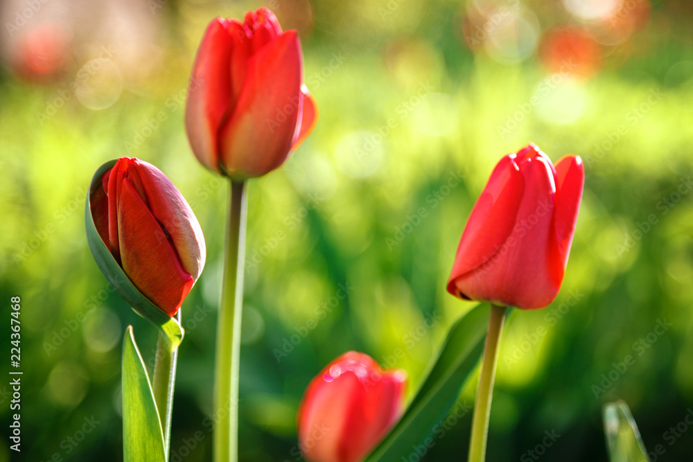 Fototapeta premium Red tulips on a green background in sunlight