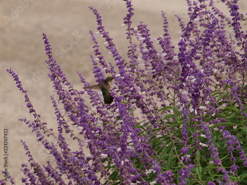 This hummingbird stands vertical in midair as he chooses one of many blooms on this water conservation plant with high nectar content.