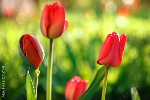 Red tulips on a green background in sunlight