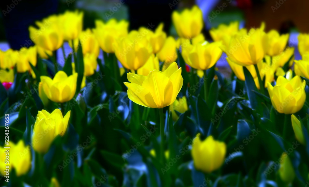 Tulip flower. Beautiful tulips in tulip field with green leaf background. Group of yellow tulips in the park. Spring landscape. Yellow Tulips Close Up. Bright, yellow tulips in Spring sunshine. Tulip flower. Beautiful tulips in tulip field with green leaf background. Group of yellow tulips in the park. Spring landscape. Yellow Tulips Close Up. Bright, yellow tulips in Spring sunshine.