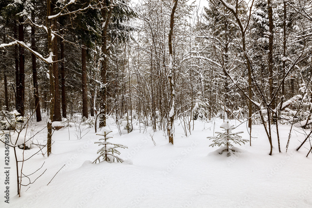 Winter snow forest on a sunny day