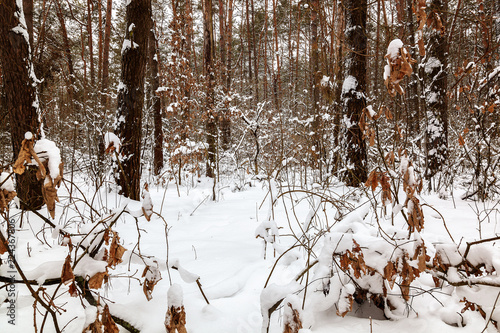 Winter snow forest on a sunny day