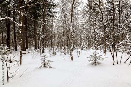Winter snow forest on a sunny day © trotzolga