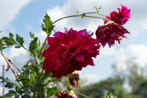 Fototapeta Naklejka Na Ścianę i Meble -  Red dahlia flowers with sky at the background
