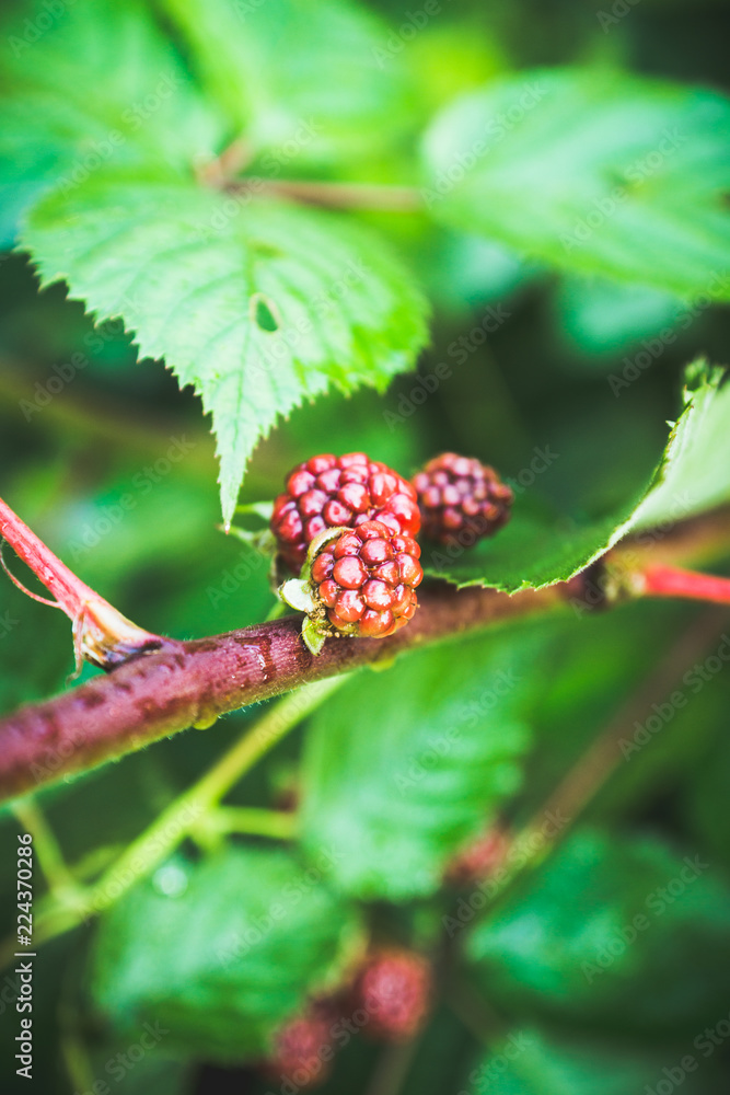 Ripe and unripe blackberries on bush. Selective focus. Shallow depth of field. Ripe and unripe blackberries on bush. Selective focus. Shallow depth of field.